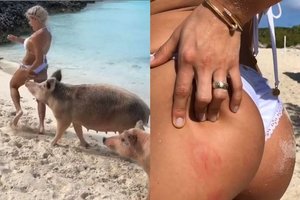 Bahamų saloje modelį Michelle Lewin užpuolė kiaulės