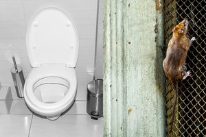 Užsidarykite klozeto dangčius: tirpstant sniegui į namus veržiasi mirtinai pavojingi gyviai