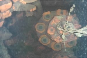 Japonijos Fukušimos elektrinėje robotas tiria radioaktyvų kurą
