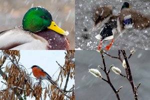 Lrytas.lt fotografo taikiklyje – apsnigusi sostinė ir jos gyventojai