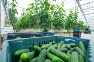 Laukia lietuviškų agurkų kainų niuksas – kas bepirks lenkiškus?   