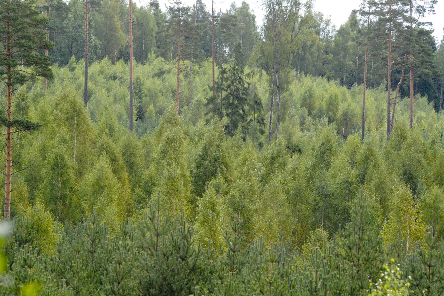 Nuo šių metų sausio paslaugų pirkimas atskirtas nuo medienos ruošos paslaugų pirkimų.