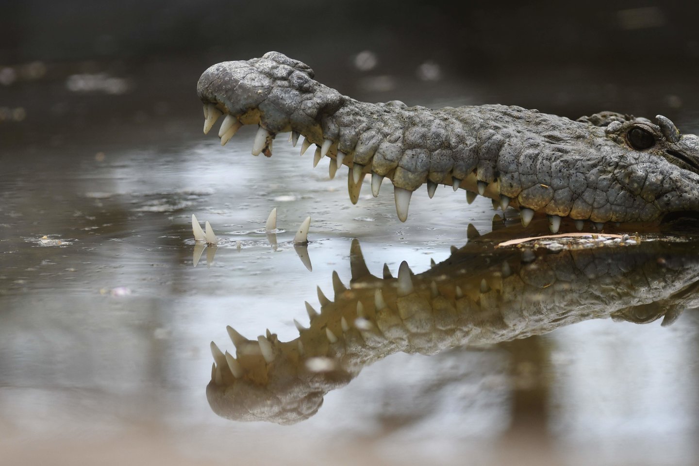  Krokodilas nusitempė vyrą į upę.<br> Scanpix/AFP nuotr.