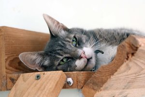 Gelbėjimo operacija Panevėžyje: nuo kankinančios mirties katiną išvadavo ugniagesiai