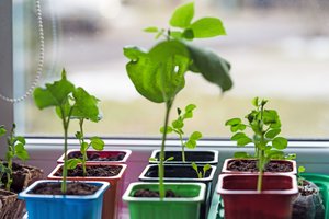 Agronomė patarė, kas geriausiai augs darže ant palangės