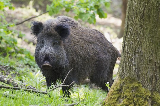 Dėl kiaulių maro Lietuvoje smarkiai sumažėjo šernų