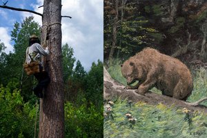 Lrytas.lt multimedija. Medžių drevėse Dzūkijoje – lobis, kurį grobdavo ir žmonės, ir meškos
