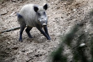 Miškuose – nuo pavojingos ligos kritusių šernų gaišenos