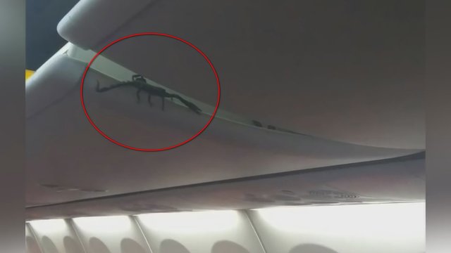 Košmariškas skrydis: moteris rado nepageidaujamą keleivį – lėktuve kilo chaosas