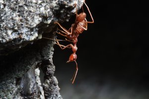 Kaip miega skruzdėlės?