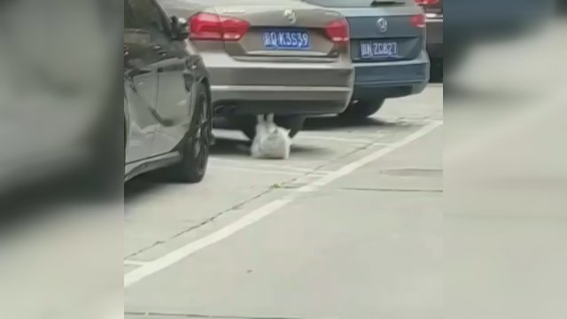 Sunku patikėti, ką katė išdarinėjo prie automobilio, tačiau praeivis turi įrodymą
