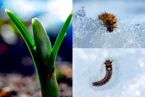 Gamta bunda: iš žemės lenda pirmieji žiedai, o su jais ir įvairiausi gyviai