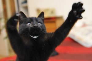 Ko reikia kačiukui: sąrašas, kurį turi žinoti visi nauji šeimininkai