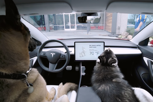 „Tesla“ sugalvojo, kaip pasirūpinti augintiniais, – dabar jie jausis karališkai