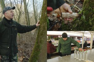 Miškuose pasirodė pirmosios sezono gėrybės: litras – 1 euras