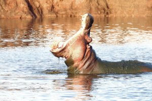 Narkobarono Pablo Escobaro hipopotamai įbaugino Kolumbiją