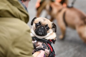 Pateikė svarbiausių pirkinių sąrašą naujam šuniuko šeimininkui