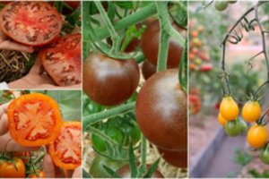 Pomidorų sėklos iš Ukrainos: pernai išbandžiau, šiemet žinau, kurias rinksiuosi 