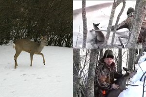 Panevėžio rajone „žolės“ apsiėdęs stirniukas tik per plauką liko gyvas