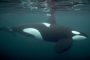 Rusijoje bandoma išvaduoti kone 100 banginių būrio žinduolių