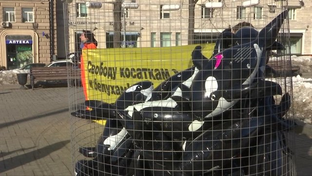 Rusijoje skandalas dėl siaubingomis sąlygomis auginamų banginių