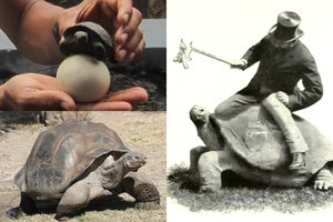 Nuošalioje saloje aptiktas prieš 100 metų išnykusiu laikytas milžiniškas vėžlys