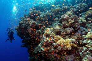 Nykstančią koralų sistemą po vandeniu atkurs užauginę juos ūkiuose