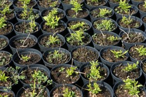 Prognozė: sėklų kainos nesikeis, bet sodinukai gali brangti