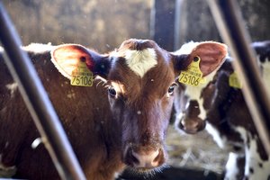 Perdirbėjai ir analitikai: šie metai pieno sektoriui turėtų būti geresni