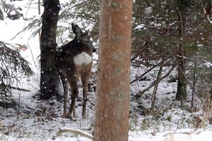 Stirnos atakuoja ūkininkus: nebežino, kaip apsaugoti pasėlius