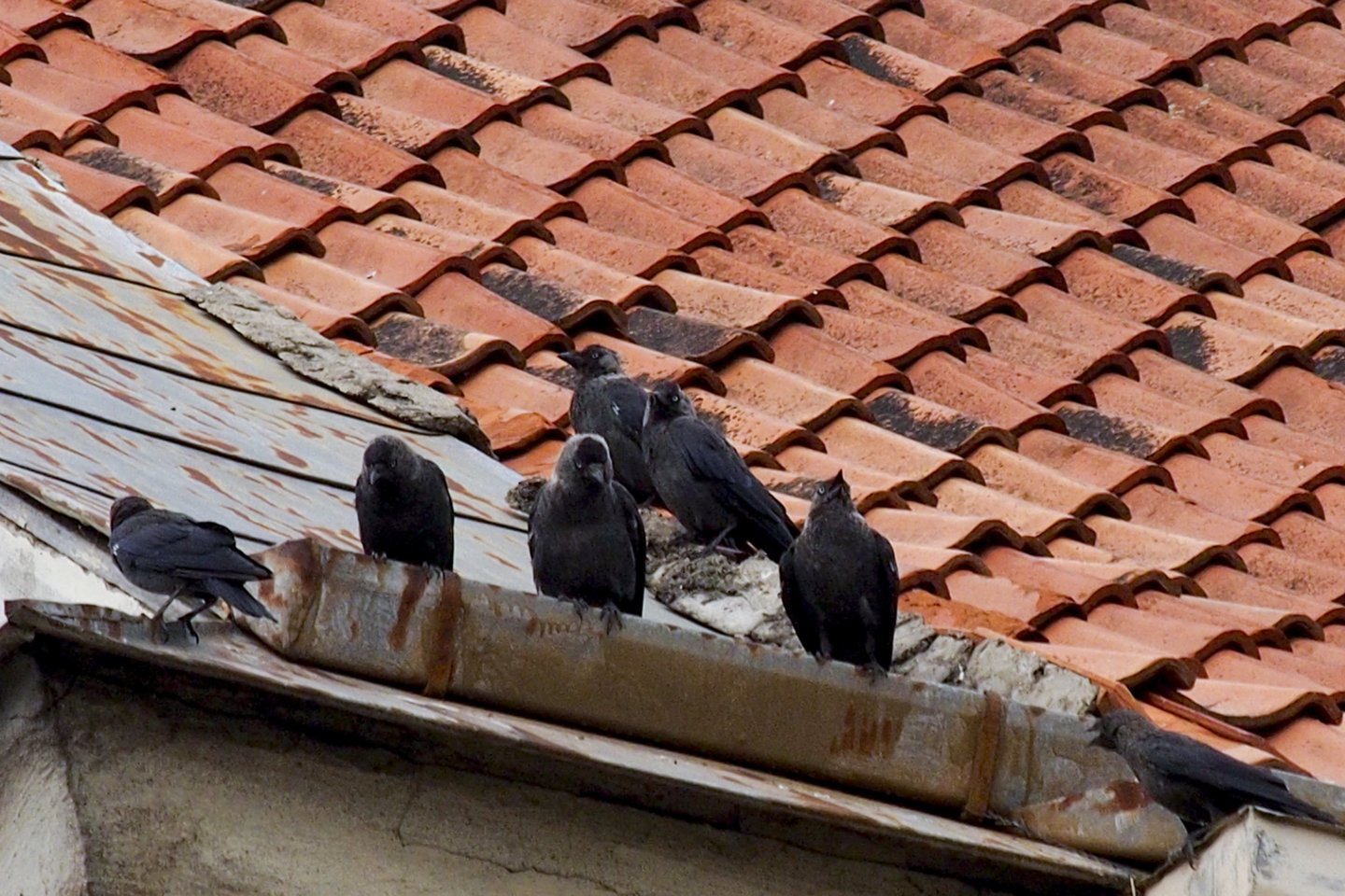 Specialistai įspėja: išaugo naminių ir laukinių paukščių gripo rizika.<br>V.Ščiavinsko nuotr.