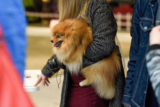 Ką daryti, kai augintinio plaukai tampa neišvengiamu jūsų aprangos aksesuaru