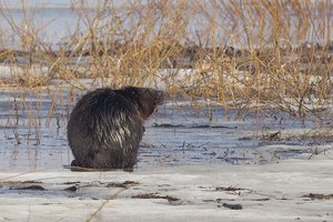 Bebrai yra kenkėjai? Atsakymas vienus pamalonins, kitus – nuvils