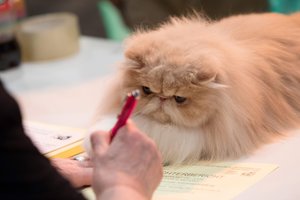 Jūsų katė pikta? Dėl to esate patys kalti