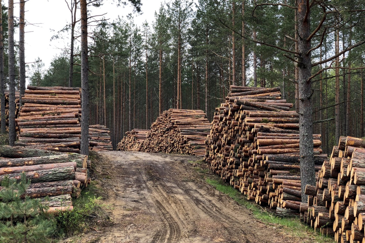 Medieną pirkęs, bet mokėti už ją nenorėjęs įmonės vadovas stos prieš teismą.