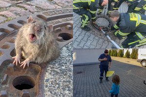 Vaikų akivaizdoje iš kanalizacijos dangčio nutukusią žiurkę vadavę gelbėtojai tapo didvyriais