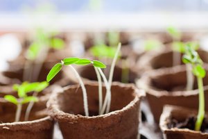 Planuojate, kur auginti daigus? Keletas nesudėtingų idėjų