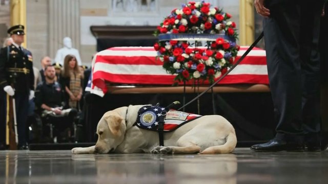 Mirusio prezidento George‘o H. W. Busho šuo gavo darbą: paaiškėjo, ką darys
