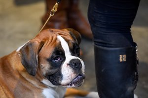 Įvardijo 10 požymių, pagal kuriuos nustatysite šuns sveikatos būklę