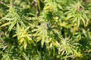 Uždrausta prekiauti papildais, kurių sudėtyje yra kanapių produktų