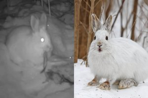 Zuikis-žudikas? Kraujo ištroškę pūkuoti kanibalai paslapčia ėda ir savus, ir priešus