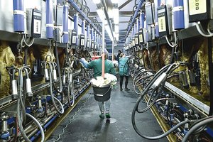 Apie tokias algas net miestiečiai gali pasvajoti, bet reikia ir kuopti mėšlą