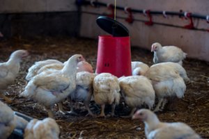 Pradės skirstyti paramą – smulkiuosius ūkinininkus kviečia teikti paraiškas