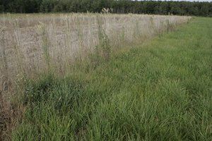 Pradedamos rinkti paraiškos pasėlių ir augalų draudimo įmokoms kompensuoti