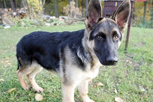 Šunų veislės, labiausiai tinkančios saugoti namus