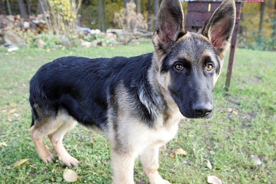 Šunų veislės, labiausiai tinkančios saugoti namus