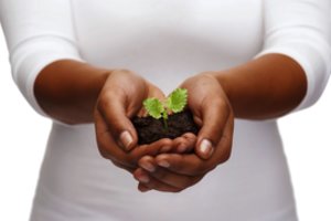 Pažeidimų ekologinėje gamyboje daroma mažiau