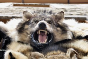 Vilkai Biržų rajone nuo medžiotojų kulkų krenta vienas po kito