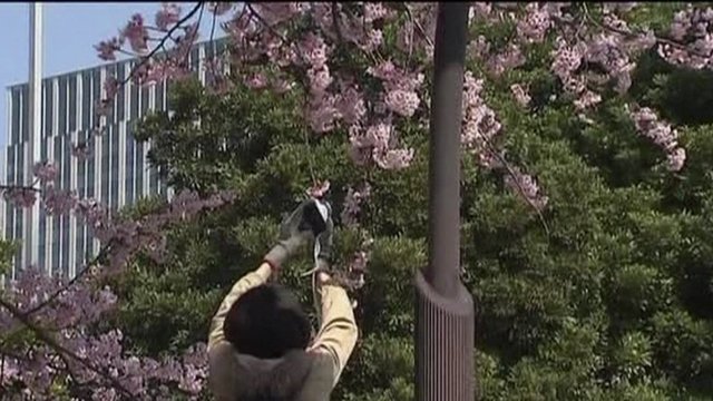 Japonijoje prasidėjo vyšnių žydėjimo sezonas