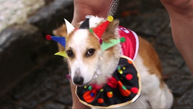 Rio de Žaneire keturkojams skirta fiesta – surengtas šunų karnavalas